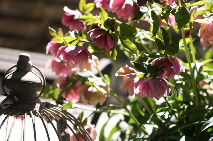 003christmasrose.jpg